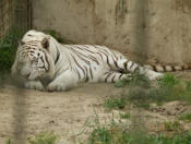 File:Tygr indický bílý.jpg - Wikimedia Commons